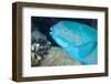 Indian Steephead Parrotfish (Scarus Strongycephalus), Beak Open Feeding, Queensland, Australia-Louise Murray-Framed Photographic Print