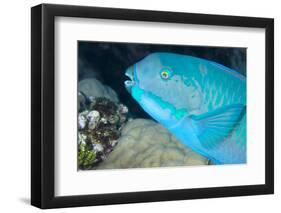 Indian Steephead Parrotfish (Scarus Strongycephalus), Beak Open Feeding, Queensland, Australia-Louise Murray-Framed Photographic Print