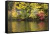 Indian Summer in the Us Federal State of New Hampshire-Armin Mathis-Framed Stretched Canvas
