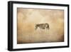 Indian Summer Zebra-Jai Johnson-Framed Giclee Print
