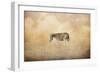 Indian Summer Zebra-Jai Johnson-Framed Giclee Print