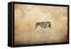 Indian Summer Zebra-Jai Johnson-Framed Stretched Canvas
