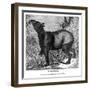Indian Tapir, 1843-Messrs Sly and Wilson-Framed Giclee Print