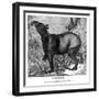 Indian Tapir, 1843-Messrs Sly and Wilson-Framed Giclee Print