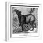 Indian Tapir, 1843-Messrs Sly and Wilson-Framed Giclee Print