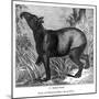 Indian Tapir, 1843-Messrs Sly and Wilson-Mounted Giclee Print