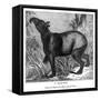 Indian Tapir, 1843-Messrs Sly and Wilson-Framed Stretched Canvas