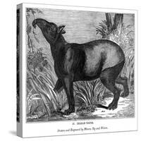 Indian Tapir, 1843-Messrs Sly and Wilson-Stretched Canvas