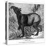 Indian Tapir, 1843-Messrs Sly and Wilson-Stretched Canvas