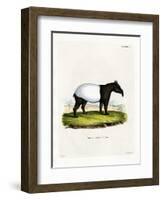 Indian Tapir-null-Framed Giclee Print