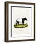 Indian Tapir-null-Framed Giclee Print