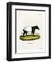 Indian Tapir-null-Framed Giclee Print