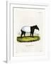 Indian Tapir-null-Framed Giclee Print