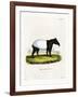 Indian Tapir-null-Framed Giclee Print