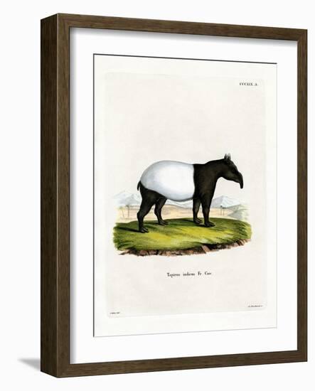 Indian Tapir-null-Framed Giclee Print