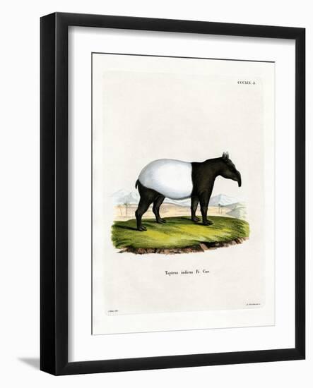 Indian Tapir-null-Framed Giclee Print