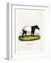 Indian Tapir-null-Framed Giclee Print