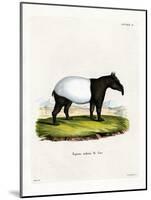 Indian Tapir-null-Mounted Giclee Print