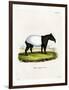 Indian Tapir-null-Framed Premium Giclee Print