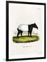 Indian Tapir-null-Framed Premium Giclee Print