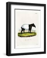 Indian Tapir-null-Framed Premium Giclee Print