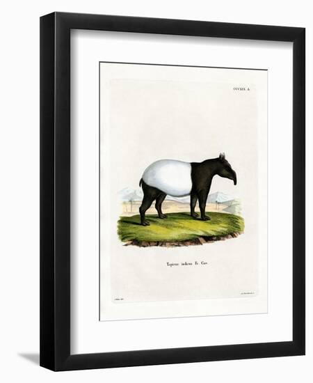 Indian Tapir-null-Framed Premium Giclee Print