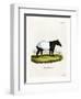 Indian Tapir-null-Framed Premium Giclee Print