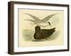 Indian Tern, 1891-Gracius Broinowski-Framed Giclee Print
