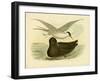 Indian Tern, 1891-Gracius Broinowski-Framed Giclee Print