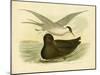 Indian Tern, 1891-Gracius Broinowski-Mounted Giclee Print