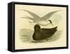 Indian Tern, 1891-Gracius Broinowski-Framed Stretched Canvas