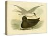 Indian Tern, 1891-Gracius Broinowski-Stretched Canvas