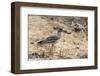 Indian thick-knee (Burhinus indicus), Bandhavgarh National Park, Madhya Pradesh, India, Asia-Sergio Pitamitz-Framed Photographic Print