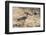 Indian thick-knee (Burhinus indicus), Bandhavgarh National Park, Madhya Pradesh, India, Asia-Sergio Pitamitz-Framed Photographic Print