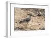 Indian thick-knee (Burhinus indicus), Bandhavgarh National Park, Madhya Pradesh, India, Asia-Sergio Pitamitz-Framed Photographic Print