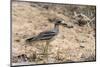 Indian thick-knee (Burhinus indicus), Bandhavgarh National Park, Madhya Pradesh, India, Asia-Sergio Pitamitz-Mounted Photographic Print