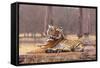 Indian Tiger at the Cenotaph-null-Framed Stretched Canvas