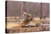 Indian Tiger at the Cenotaph-null-Stretched Canvas