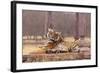 Indian Tiger at the Cenotaph-null-Framed Photographic Print