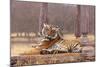 Indian Tiger at the Cenotaph-null-Mounted Photographic Print