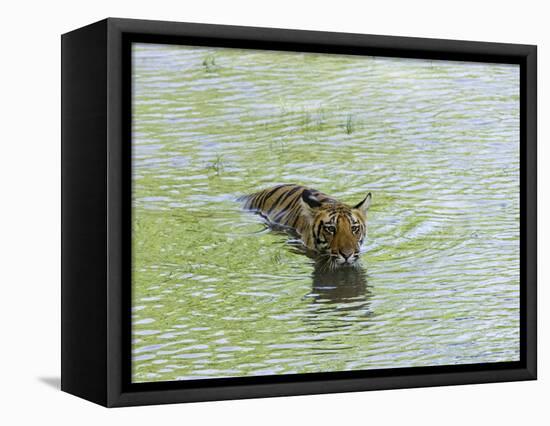 Indian Tiger, Bandhavgarh National Park, Madhya Pradesh State, India-Thorsten Milse-Framed Stretched Canvas