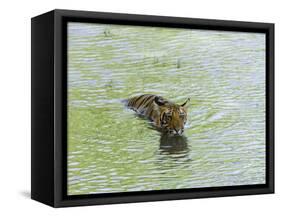 Indian Tiger, Bandhavgarh National Park, Madhya Pradesh State, India-Thorsten Milse-Framed Stretched Canvas