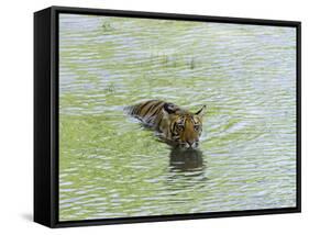 Indian Tiger, Bandhavgarh National Park, Madhya Pradesh State, India-Thorsten Milse-Framed Stretched Canvas