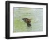 Indian Tiger, Bandhavgarh National Park, Madhya Pradesh State, India-Thorsten Milse-Framed Photographic Print