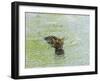 Indian Tiger, Bandhavgarh National Park, Madhya Pradesh State, India-Thorsten Milse-Framed Photographic Print