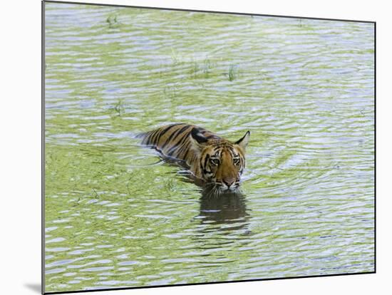 Indian Tiger, Bandhavgarh National Park, Madhya Pradesh State, India-Thorsten Milse-Mounted Photographic Print