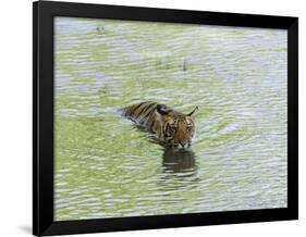 Indian Tiger, Bandhavgarh National Park, Madhya Pradesh State, India-Thorsten Milse-Framed Photographic Print