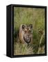 Indian Tiger, Bandhavgarh National Park, Madhya Pradesh State, India-Thorsten Milse-Framed Stretched Canvas