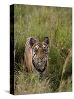 Indian Tiger, Bandhavgarh National Park, Madhya Pradesh State, India-Thorsten Milse-Stretched Canvas