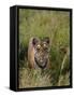 Indian Tiger, Bandhavgarh National Park, Madhya Pradesh State, India-Thorsten Milse-Framed Stretched Canvas